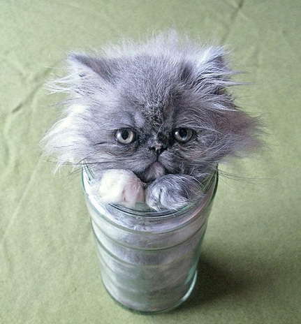 File:Fu -cats-6.jpg