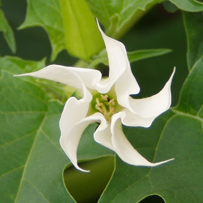 File:Datura-Stramonium.jpg