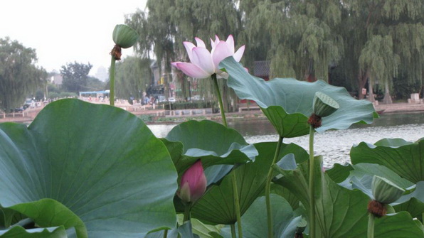 File:201 6544.jpg
