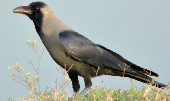 File:Horow.jpg