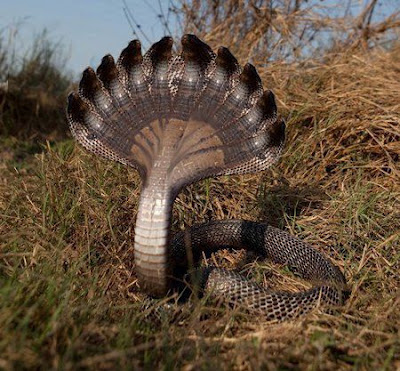 File:Naga979693.jpg