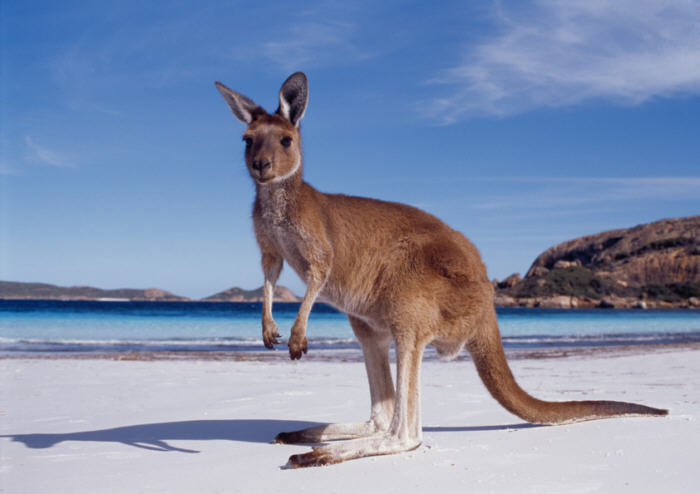 File:Wa-kangaroo-beach.jpg