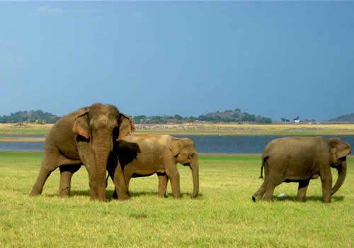 File:Minneriya-national-park-2.jpg