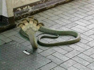 File:Naga3473.jpg
