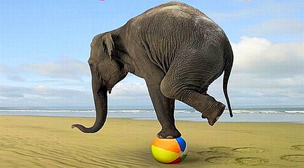 File:Elephant-bal.jpg