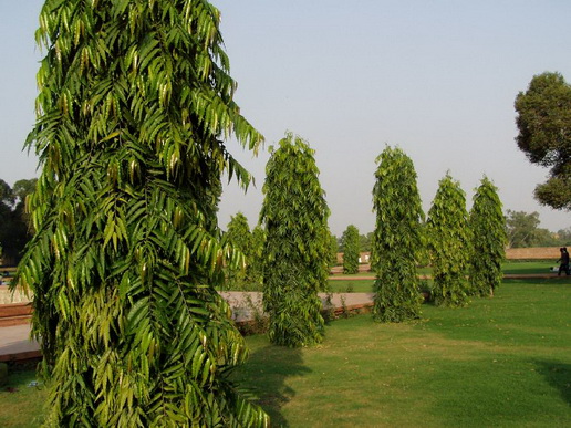 File:Ashoka tree.jpg