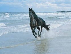 Year of the Horse 2014