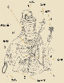 Thumbnail for version as of 11:02, 1 March 2013