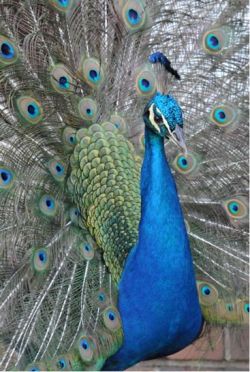 Peacock Symbol