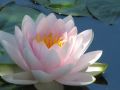 Thumbnail for version as of 07:01, 26 January 2013