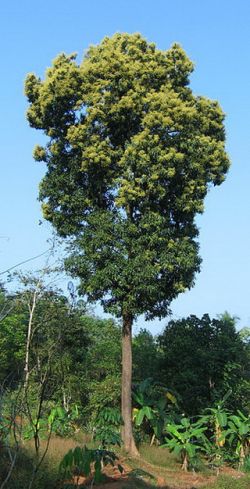 Amba