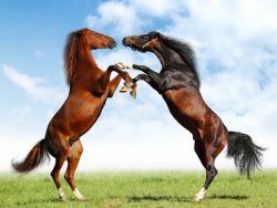 Year of the Horse 2014