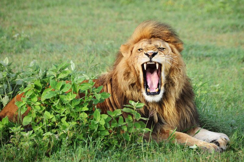 File:Lion-Teeth888.jpg