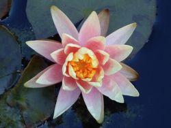 The no-Self theory: Hume, Buddhism , and Personal Idenditet