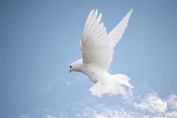 The Buddhist Practice of Releasing Lives to Freedom