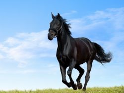 Year of the Horse 2014