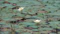 Thumbnail for version as of 07:33, 28 December 2012