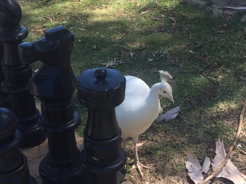 File:WhiteOMpeacock.jpg
