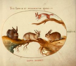 The Symbolism of Rabbits and Hares by Terri Windling