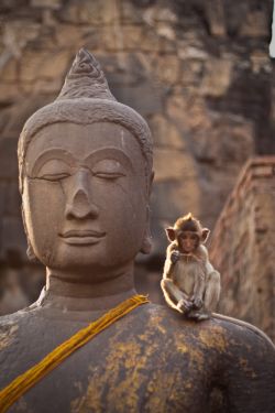 Mind monkey