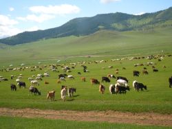 Patterns of Monastic and Sangha Development in Khalkha Mongolia by Lkham Purevjav