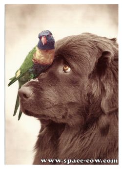 Buddhist Story: The Brave Little Parrot -- A Jataka Tale