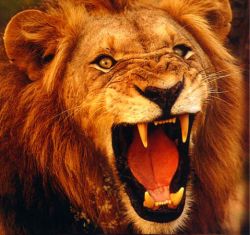 Lion Symbolism