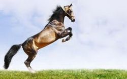 Year of the Horse 2014