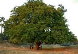 Buddhist Story: The Tamarind Tree