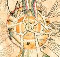 Thumbnail for version as of 06:00, 27 March 2013