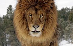 Lion Symbolism
