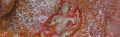 Thumbnail for version as of 14:08, 2 June 2013
