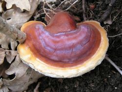 Lingzhi 靈芝 ''magic mushroom''