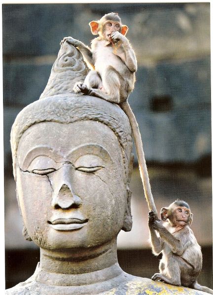 File:MonkeyBuddha1.jpg