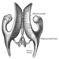 Thumbnail for version as of 05:21, 19 January 2016
