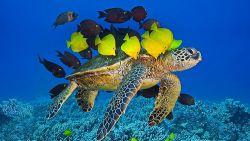 Buddhist Story: The Fish and the Turtle (Is Nibbana Nothingness?)