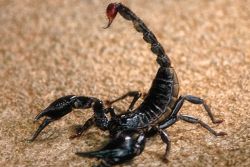Buddhist Story: The Old Man and the Scorpion