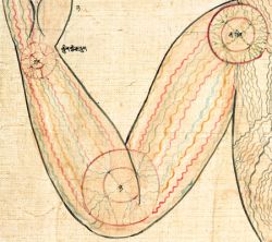 The joints of the right arm