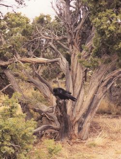 Crows in Buddhist Culture