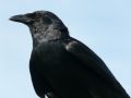 Thumbnail for version as of 14:43, 14 January 2013