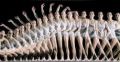 Thumbnail for version as of 00:03, 19 July 2013