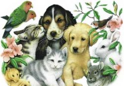 Pet
