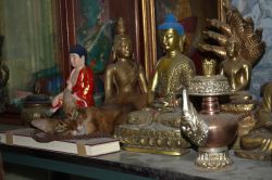 Vello Vaartnou’s feline Dharma devotee