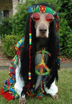 Welcome Hippies Through This Way