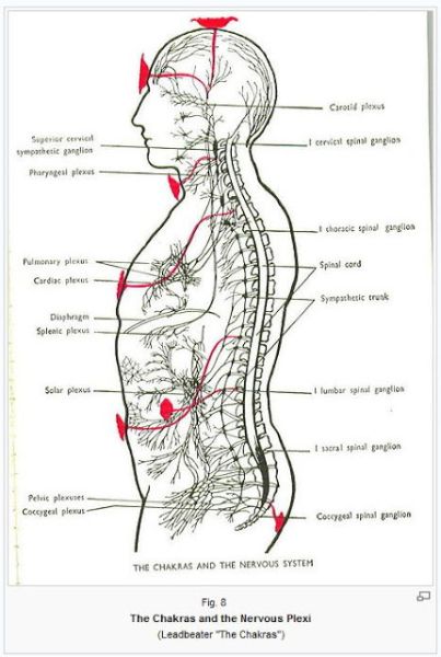File:Fig+8+Leadbeater's+nervous+plexi.JPG