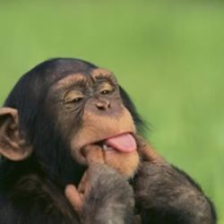 Mind monkey